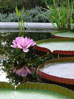 Orto botanico di Amsterdam