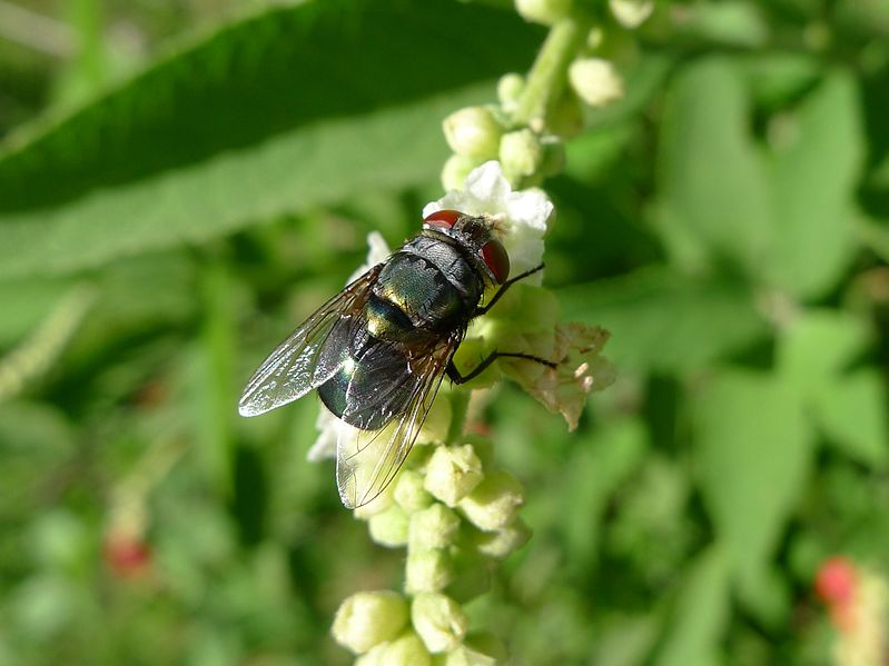 File:Fly on flower (5694431992).jpg