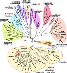 Mononegavirales phylogenetic tree Fmicb-10-01490-g013.jpg