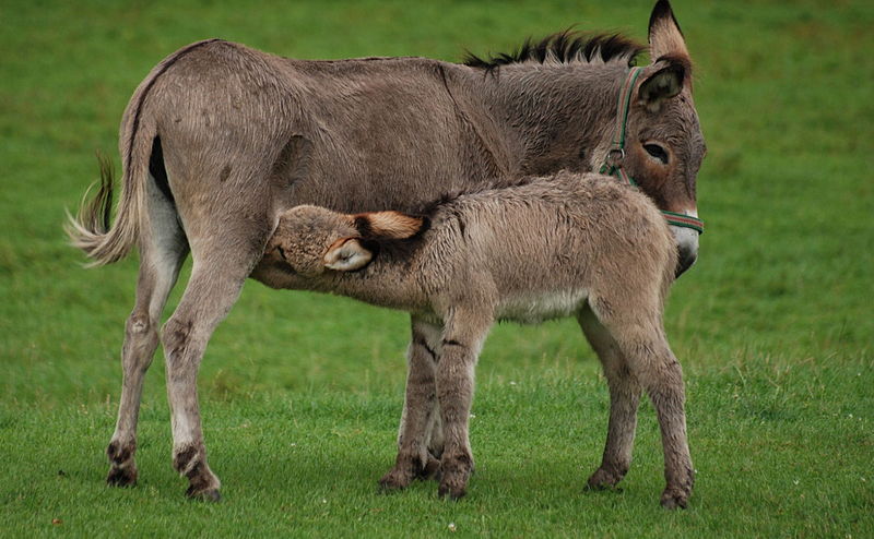 Donkey milk Wikipedia
