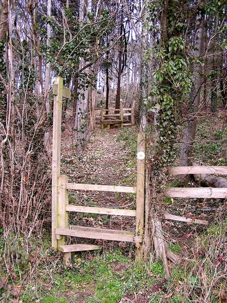 File:Footpath through the Wood - geograph.org.uk - 135114.jpg