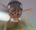 Formica microphthalma casent0005368 head 1.jpg