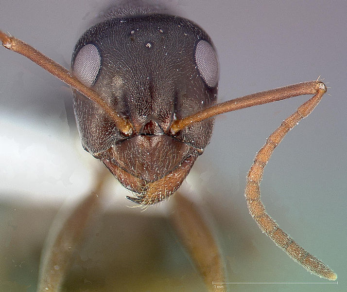 File:Formica microphthalma casent0005368 head 1.jpg