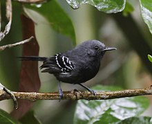 Formicivora iheringi - Narrow-billed antwren (male).jpg