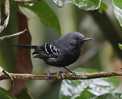 ♂ Formicivora iheringi