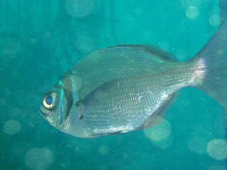 <i>Boopsoidea inornata</i> Species of sea breeam (fish)