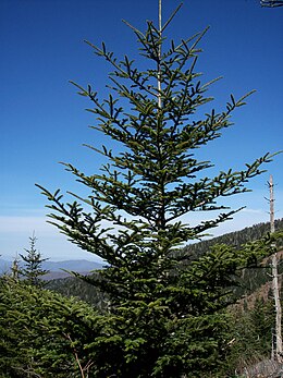 Az Észak-Karolina és Tennessee állam határán álló Clingmans Dome hegy lejtőjén (Great Smoky Mountains, Amerikai Egyesült Államok)