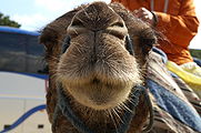 Kamel frontal aufgenommen bei einem Eintages-Besuch in Tanger