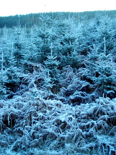 File:Frost Covered Conifers in White Hill Wood - geograph.org.uk - 638743.jpg