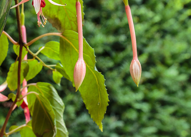 File:Fuchsia 'Big Slim'. Bloemknoppen 01.jpg