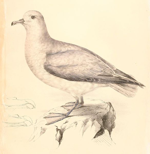 File:Fulmarus glacialoides 1838.jpg