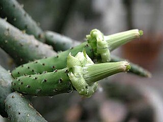 <i>Tacinga funalis</i> Species of cactus