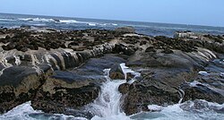 A fur seal colony at Duiker Island, South Africa Fur Seals on Duiker Island.JPG