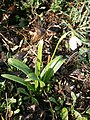 Galanthus woronowii