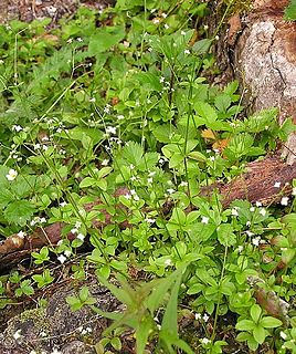 <i>Galium rotundifolium</i> Species of plant