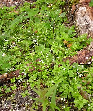 Round-leaf bedstraw (Galium rotundifolium)