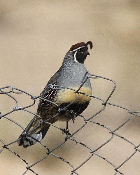 File:Gambel's quail (Callipepla gambelii) - Flickr - Lip Kee.jpg