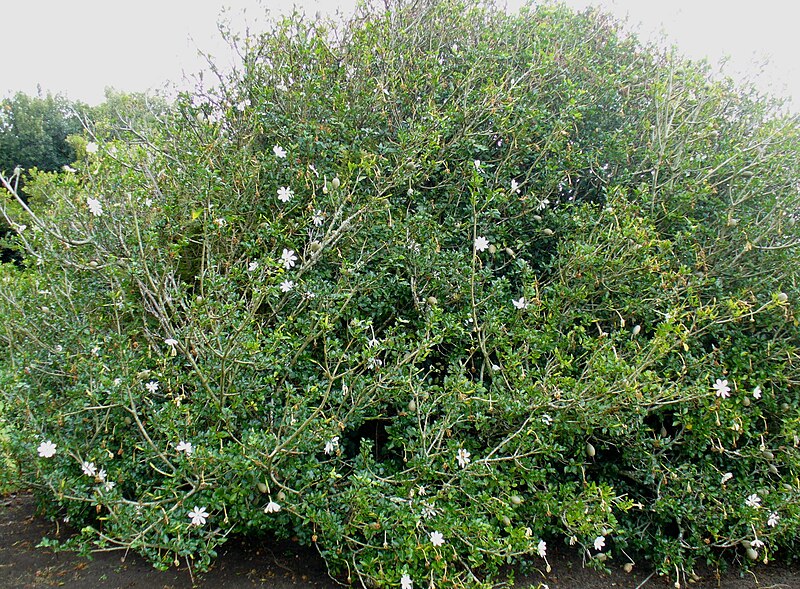 File:Gardenia thunbergia bush.jpg