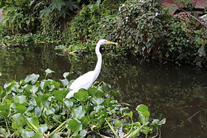 Garza en Xochimilco.JPG