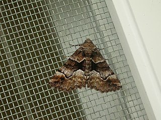 <i>Gastrina</i> Genus of moths