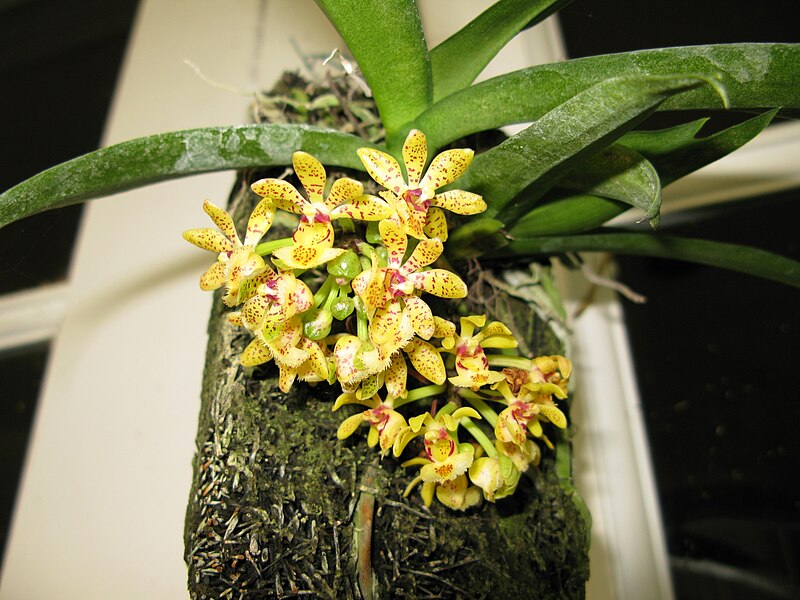 File:Gastrochilus obliquus flwrs fern (3038977654).jpg