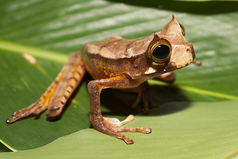 File:Gastrotheca cornuta II.jpg