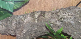 Uroplatus gecko relies on multiple methods of camouflage, including disruptive coloration, eliminating shadow, and cryptic behaviour (lying low and keeping still). Gekkoninae Uroplatus sikorae camouflage horiz.png