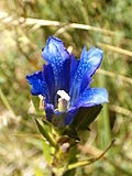 Miniatura para Gentiana pneumonanthe