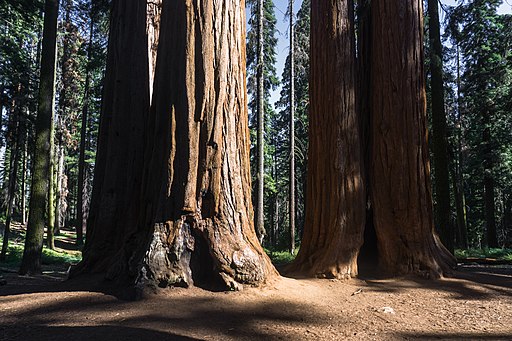 Giant sequoias in Giant Sequoia National Monument