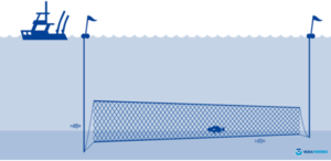 National Oceanic and Atmospheric Administration illustration of a gillnet Gillnet illustration.PNG