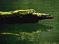Gimpressionist 55 crocodile 0018 2 nevit.jpg