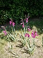 Gladiolus × byzantinus