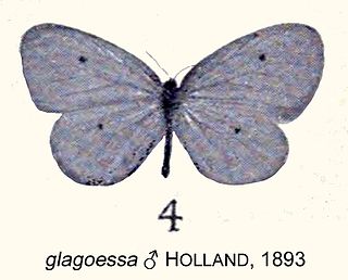 <i>Pentila glagoessa</i> Species of butterfly