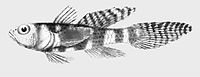 Obliquogobius cometes