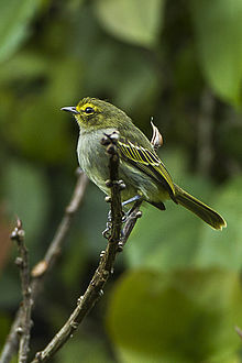 Tyrannulet se zlatou tváří - Kolumbie S4E9917.jpg