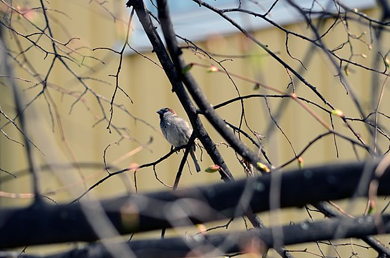 House sparrow in Drammen, Norway.