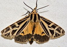 Grammia anna - Anna Tiger Moth (16060911875).jpg