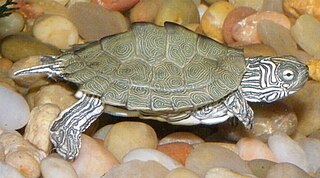 <span class="mw-page-title-main">Cagle's map turtle</span> Species of turtle