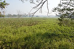 Grass and Water Hyacinth - Santragachi Lake - Howrah 2013-01-25 3578.JPG