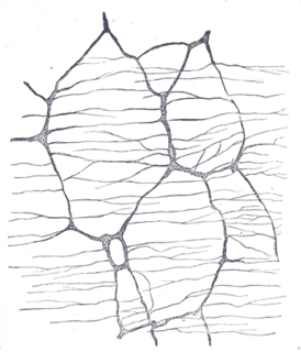 Myenteric plexus Part of the enteric nervous system