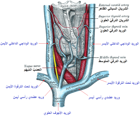 أوردة الغدة الدرقية.