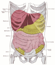 Situo de la hepato en la homa korpo (ruĝa koloro). Gray's Anatomy, 1918