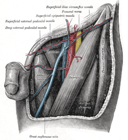 arteria pudenda interna