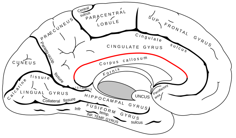 File:Gray727 sulcus of the corpus callosum.svg