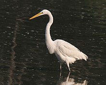 Egretthegre utanom hekkesesongen, bilete frå Vest-Bengal, India Foto: J.M.Garg