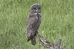 Thumbnail for File:Great Gray Owl.jpg