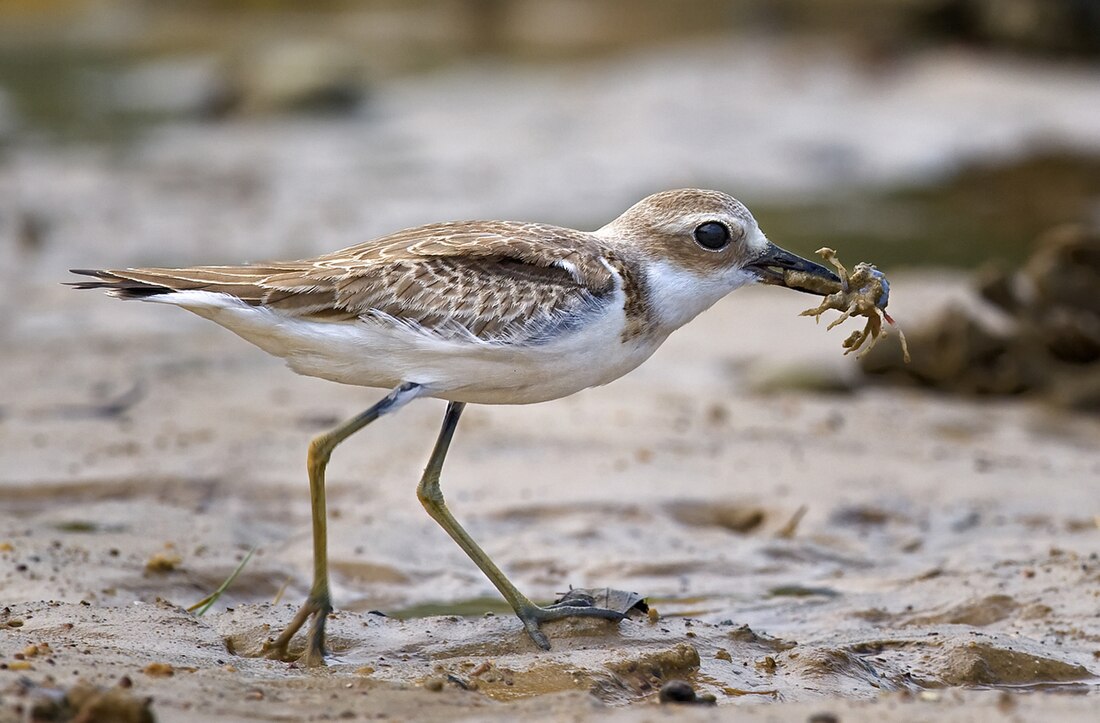 Charadrii