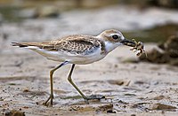 Үлкен құм Plover.jpg