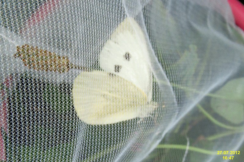 File:Green-veined white (NH) (8043249816).jpg