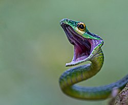 Green Parrot Snake (2) (16818027410).jpg